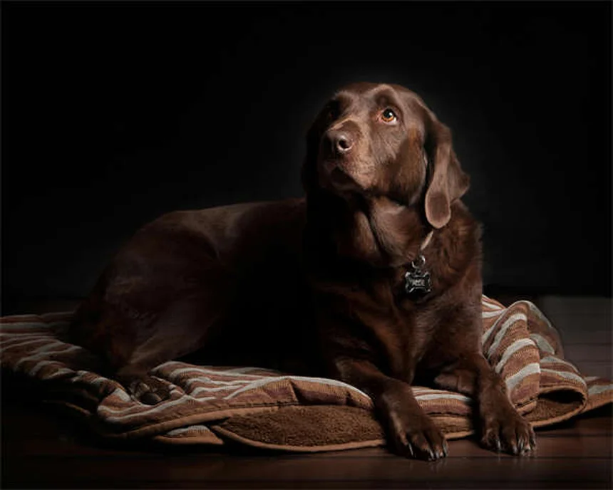 Vapor Wake犬とは？群衆から自爆テロ犯を嗅ぎ分ける特殊訓練犬の全貌