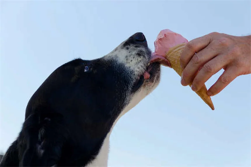ウサギの鼻炎・副鼻腔炎の症状と治療法｜原因から予防ケアまで完全ガイド