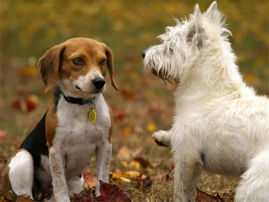 犬の歯列矯正は必要？費用と治療のすべてを獣医が解説