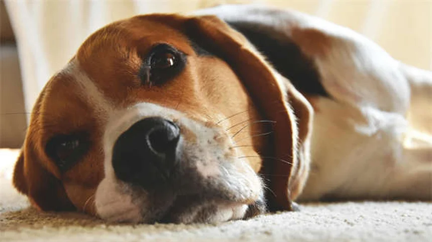 犬の歯列矯正は必要？費用と治療のすべてを獣医が解説