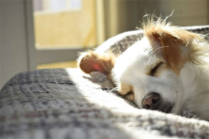 猫と犬のタウリン不足は危険？症状とサプリの正しい知識