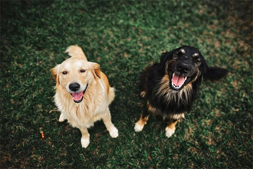犬猫の下痢治療薬「タイロシン」：効果、副作用、正しい使い方のすべて
