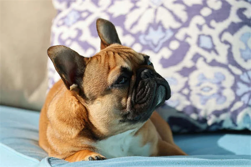 犬の歯茎が白いのは危険信号？原因とすぐに取るべき行動