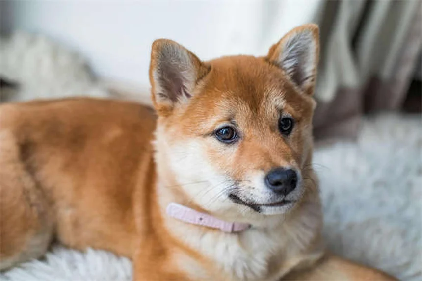 リードリアクティビティの犬とのお散歩：原因と今日から始められる改善トレーニング5ステップ