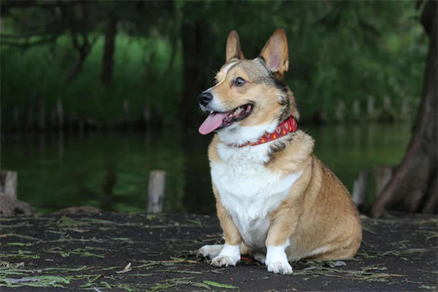 リードリアクティビティの犬とのお散歩：原因と今日から始められる改善トレーニング5ステップ