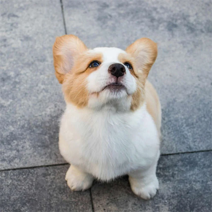 犬は自分の名前を理解する？驚きの能力と効果的な教え方