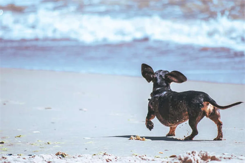 犬の飛びつきをやめさせる方法｜しつけのコツと絶対NG行動を解説