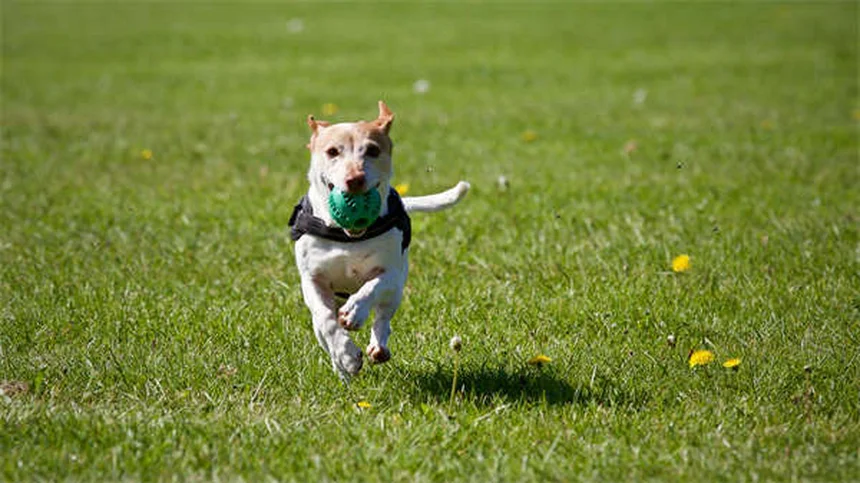 犬にタイレノールは危険！誤飲の症状と正しい対処法を獣医師が解説