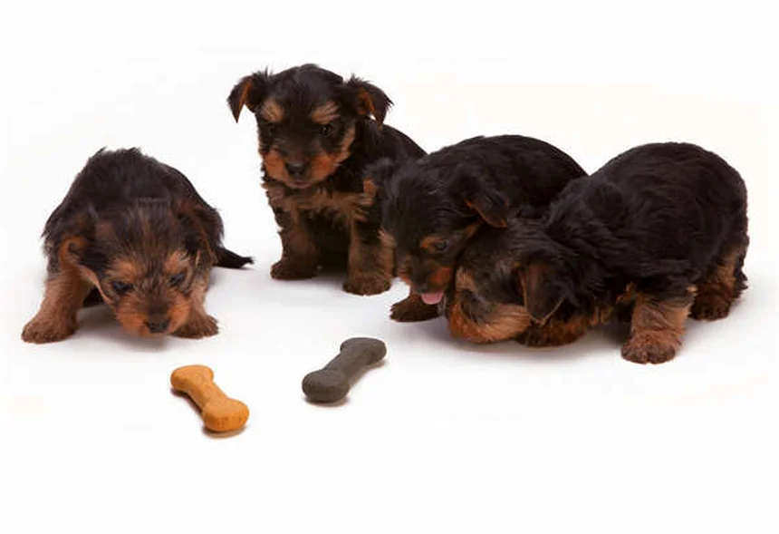 犬の歯茎の健康チェック!色や状態でわかる愛犬の体調サイン