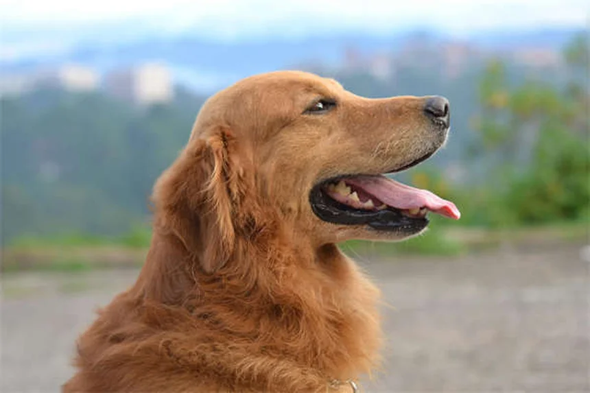 犬の歯茎の健康チェック！色や状態でわかる愛犬の体調サイン