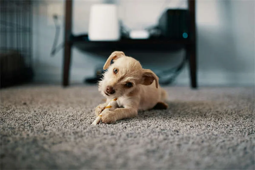 犬や猫のがんと運動――安全に続けるための3つのポイントと痛みのサイン