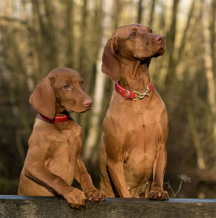 犬の寒さ対策｜愛犬が実は寒がっているサインと今すぐできる防寒方法