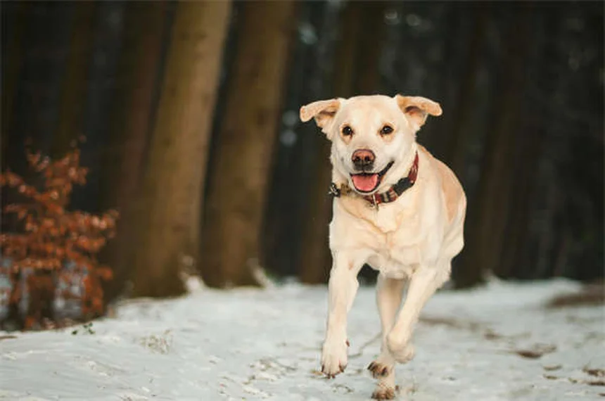 犬の寒さ対策｜愛犬が実は寒がっているサインと今すぐできる防寒方法