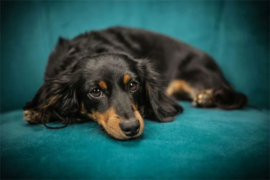 フェレットの直腸脱、飼い主が知っておくべき症状・原因・治療法と予防の完全ガイド
