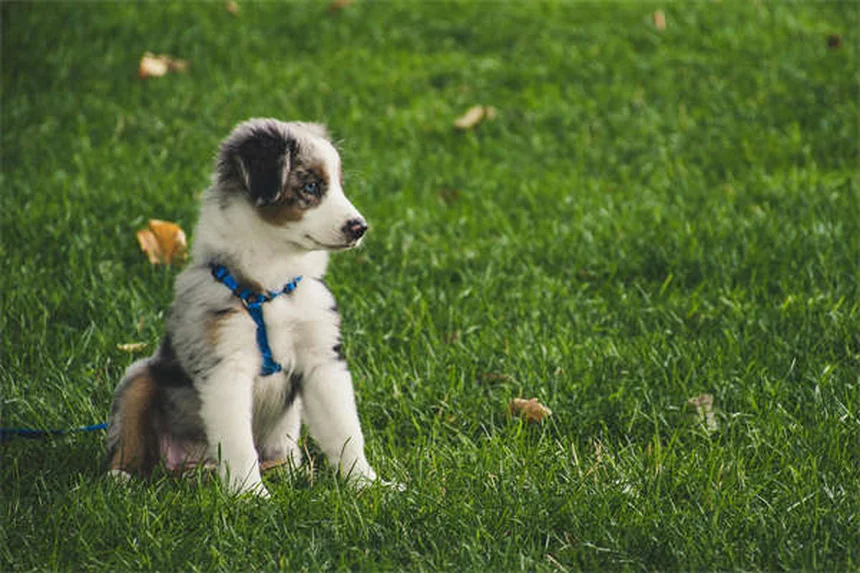 知らなかったじゃ済まない！犬の線維肉腫の症状や見分け方を獣医師が解説