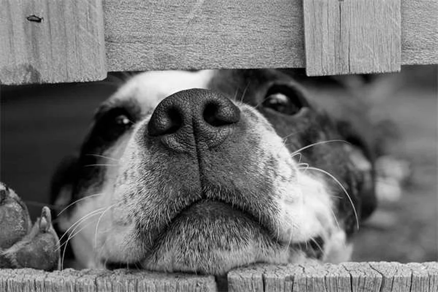愛犬のエーリキア症を早期発見！マダニ感染の症状から治療・予防法まで獣医師が解説