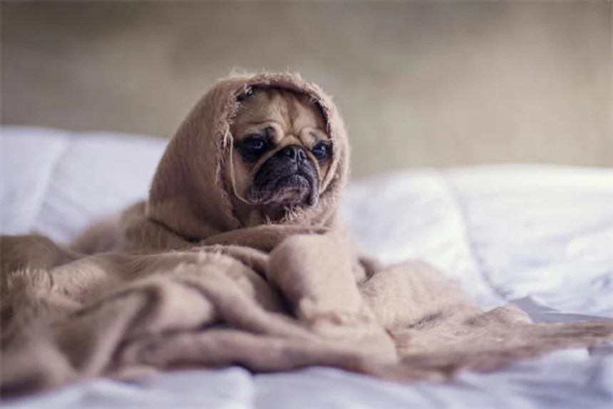 愛犬のエーリキア症を早期発見！マダニ感染の症状から治療・予防法まで獣医師が解説