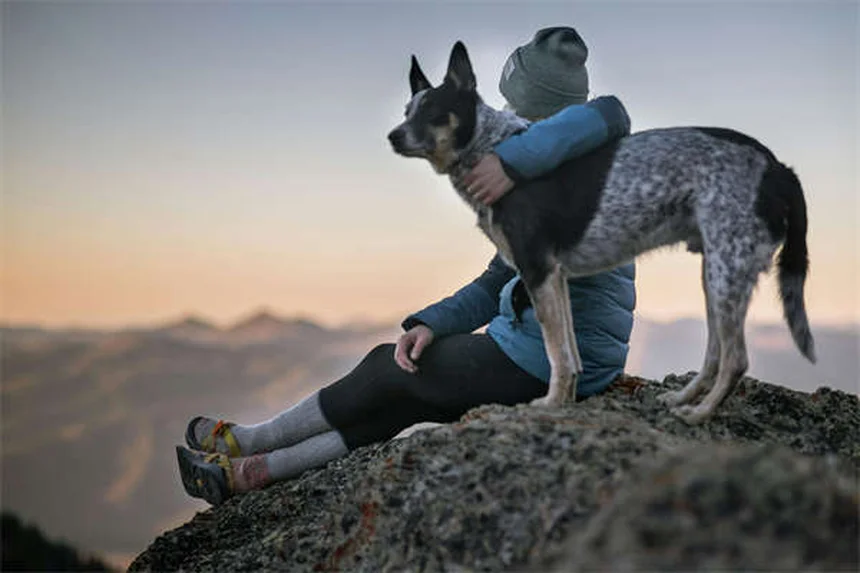 犬の血液型と輸血のすべて：知っておくべき種類・適合・ドナー条件