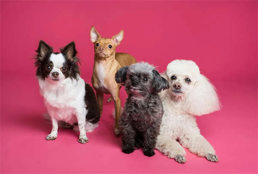 犬の血液型と輸血のすべて：知っておくべき種類・適合・ドナー条件