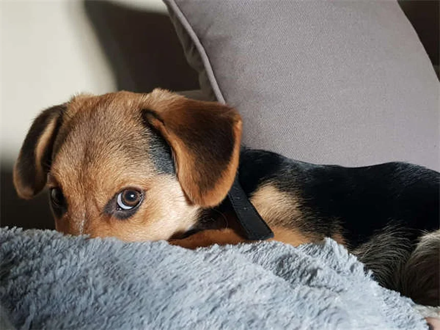 犬が唇を舐める理由と今すぐできる対策