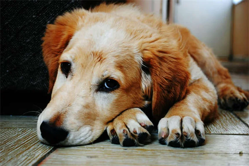 犬が唇を舐める理由と今すぐできる対策