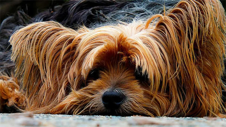 犬が唇を舐める理由と今すぐできる対策