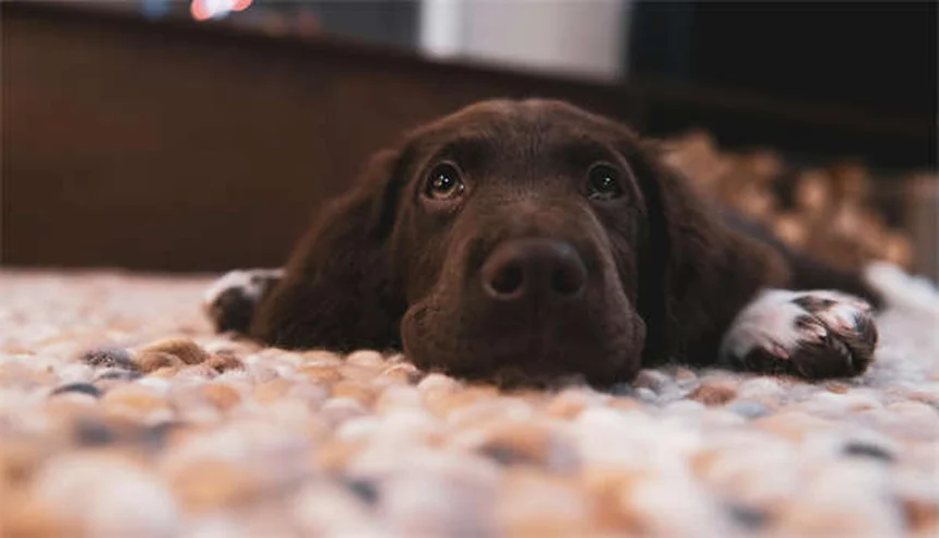 ペットの代替医療とは？愛犬・愛猫の痛みを和らげる3つの選択肢