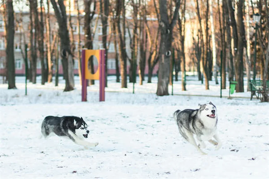 ペットの代替医療とは？愛犬・愛猫の痛みを和らげる3つの選択肢