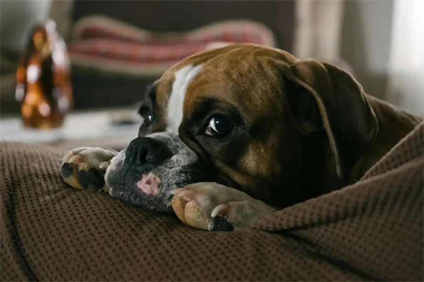 ペットの代替医療とは？愛犬・愛猫の痛みを和らげる3つの選択肢