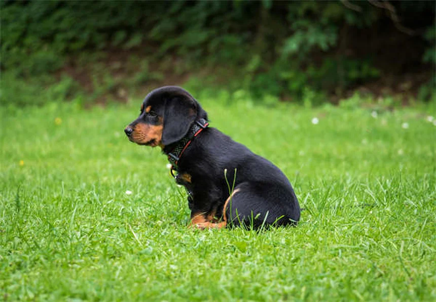 犬用ハーネスの正しい付け方｜種類別の装着法と選び方のコツ
