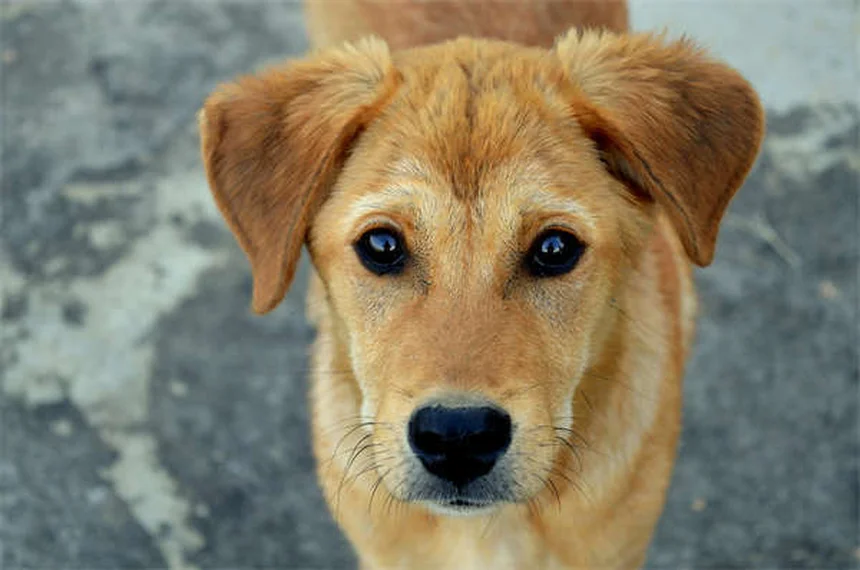 犬の呼吸が荒いのは危険サイン？原因と緊急時の対処法