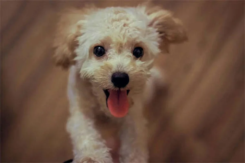 犬の呼吸が荒いのは危険サイン？原因と緊急時の対処法