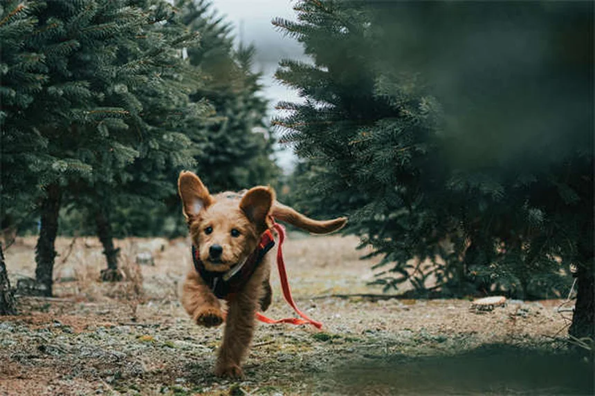 犬は人間の恐怖を本当に嗅ぎ分けられる？科学が解明した驚きの事実