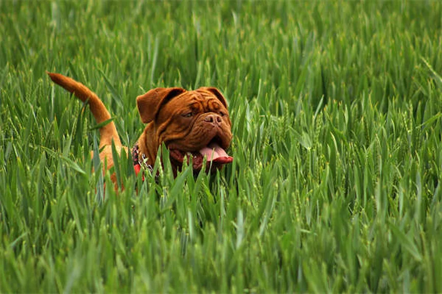 Kaopectate®を犬や猫に使う前に知るべき7つの重要事項