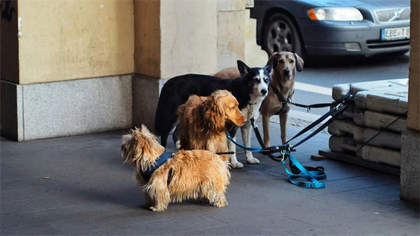 Kaopectate®を犬や猫に使う前に知るべき7つの重要事項