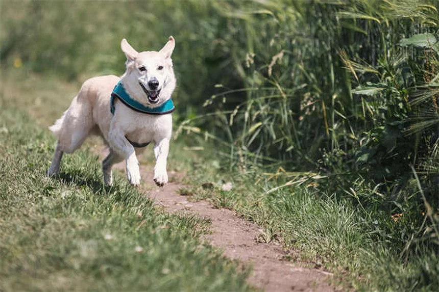 犬のポドデルマティスとは?原因・症状から自宅ケアまで完全解説