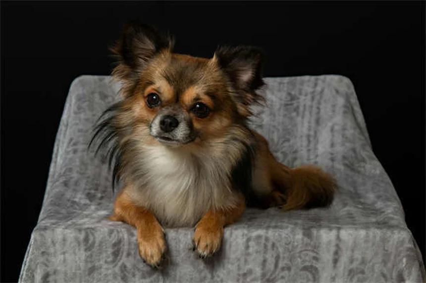 犬にティーツリーオイルは危険！安全な使い方と中毒症状の見分け方
