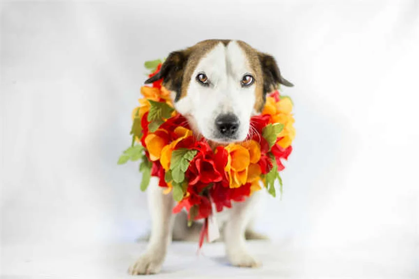 愛犬の理想体重を計算する方法｜BCSと数式で正確に知る